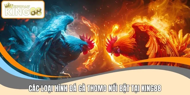 Các loại hình đá gà Thomo nổi bật tại KING88